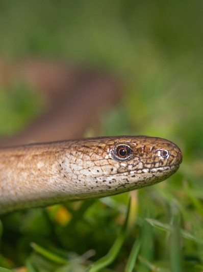 slow worm in grass